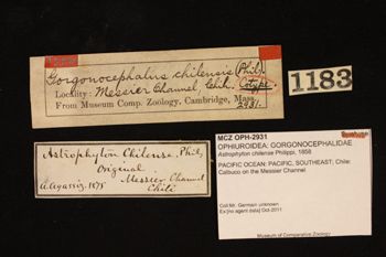 Media type: image; Invertebrate Zoology OPH-2931